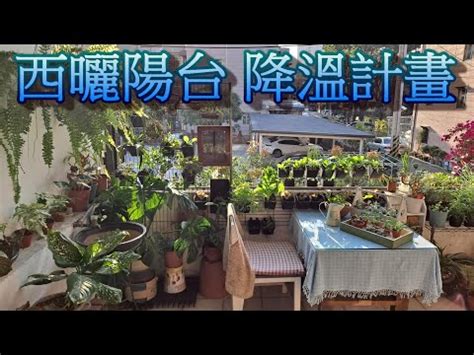 西曬陽台觀葉植物|西曬陽台觀葉植物必備指南：打造生機盎然的綠色角落。